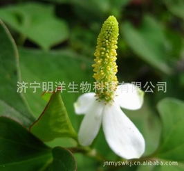 濟寧明洋生物科技 多樣化的植物提取物產品陣容